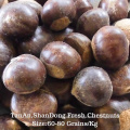 new crop big size fresh shandong tai an chestnut